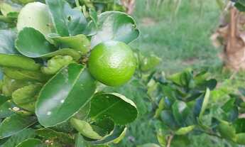 Imagem 5: Sitio terreno Chácara com venda por R$60.000