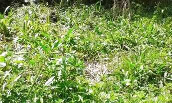 Imagem 4: Terreno com Belas Árvores e Riacho Prox R Theodor Makiolka