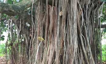 Imagem 5: Venda-se está propriedade de 45 Alqueires no Município de Rio Novo do Sul/