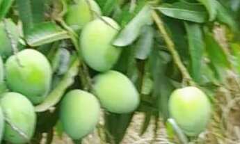 Imagem 6: Sitio 5,5 Alqueires[27 Hectares) 43 km major prates..energia Eletrica,Agua De Nascente