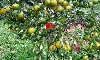 Imagem 6: Chácara com 8.233,67m² 2 quartos, à venda, no bairro Área Rural (Quatro Pinheiros) em Mand