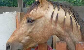 Imagem 7: HARAS EM SANTO ANTONIO DE LEVERGER