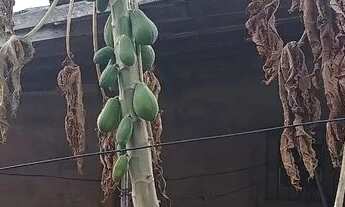 Imagem 7: Casa Casa com 1 dormitório