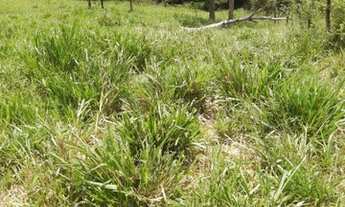 Imagem 6: Fazendinha Pecuária!!!As margens Do Pacuí!!!! Ótima ESTRUTURA E PREÇO!!!