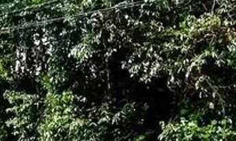 Imagem 2: Praia dos Passarinhos Lote 800 m2 Parte Alta