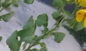 Imagem 3: Casa com piscina e garagem coberta