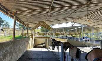 Imagem 7: Fazenda com 51 alqueires, estrutura para leiteria