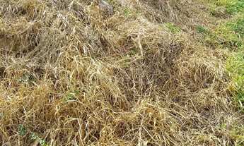 Imagem: Vende se terreno na Vila Dos Eucaliptos