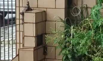 Imagem 7: Casa Frente de Rua e Totalmente Independente 3 Quartos (Suíte Master, Piscina e Terraço Ac