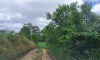 Imagem 3: Área com Eucaliptos para Chácara 10.846 m² com Luz