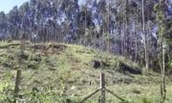 Imagem 4: Área com Eucaliptos para Chácara 10.846 m² com Luz