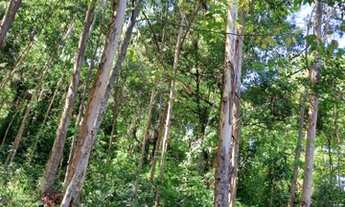 Imagem 6: Lindo Sitio reservado em meio a natureza a 4 km da RS235 em Nova Petrópolis RS REF: 474