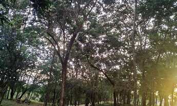 Imagem 2: Sítio, chácara 2 hectares 21 mil metros