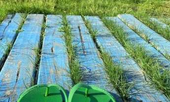 Imagem 5: Casa para locar quartos