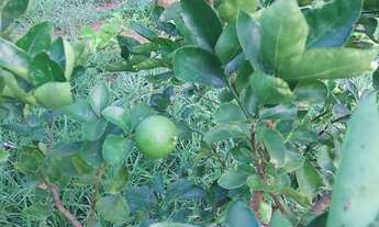 Imagem 4: Sitio terreno Chácara com venda por R$60.000