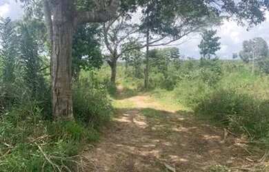 Imagem 6: Excelente fazenda de 115 t, com duas casas. curral, pastagem, rio e arvores frutíferas