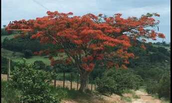 Imagem 5: Fazenda Produtiva à Venda em Tuiuti SP