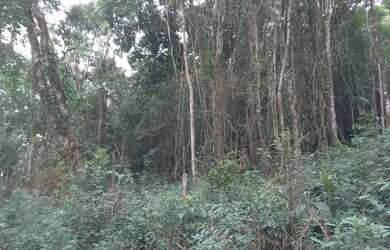 Imagem 7: Terrenao 4 mil mts com ribeirao 4 km da BR estudo auto