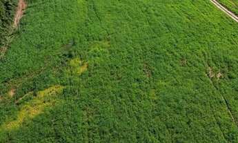 Imagem 7: Vendo Fazenda em Alexânia 11,3 Alqueires