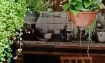 Imagem 3: CASA ASSOBRADADA - VILA PALMARES - SP