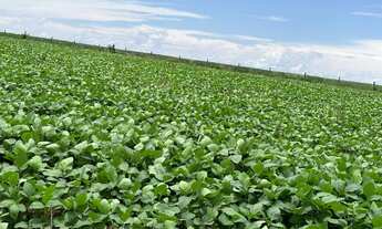 Imagem 5: Fazenda de 154 alqueires goianos plantando 100 alqueires