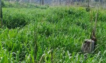 Imagem 7: Fazenda de 900 hectares Rorainópolis. ler descrição do anuncio