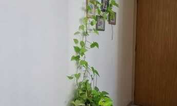 Imagem 4: Apartamento para aluguel tem 52 metros quadrados com 2 quartos