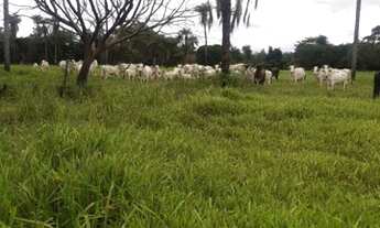 Imagem 3: Fazendinha Pecuária!!!As margens Do Pacuí!!!! Ótima ESTRUTURA E PREÇO!!!