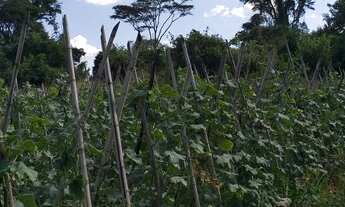 Imagem 3: Fazenda à venda em Goianápolis