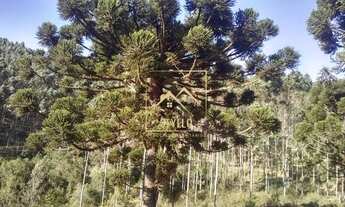 Imagem 6: Sítio com casa 4 dormitórios à venda em Anitápolis SC