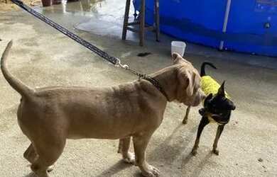 Imagem 7: Apartamento para aluguel possui 95 metros quadrados com 3 quartos