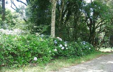 Imagem 3: Terreno no bairro Palace Hotel em Canela!