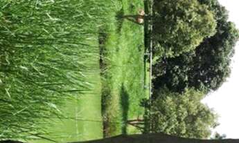 Imagem 5: Fazenda/Sítio/Chácara com 15.000 mt2 para venda tem 250 mt2 de Casa com 4 quartos