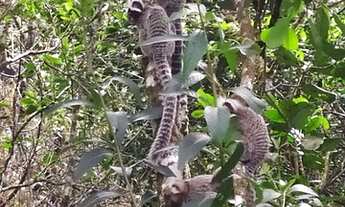 Imagem 3: Chácara a dez km da praia