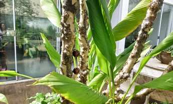 Imagem 4: Sobrado para venda com 324 metros quadrados com 4 quartos em Santa Genoveva - Goiânia - GO