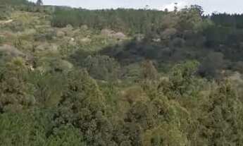 Imagem 3: Vendo chácara com aproximadamente 7 hectares