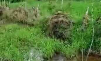 Imagem 3: Sítio para Venda em Maceió, Zona Rural, 2 dormitórios, 1 banheiro