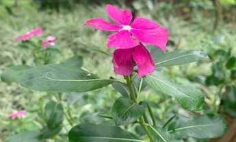 Imagem 4: Fazenda/Sítio/Chácara em Montes Claros, no bairro Nova Esperança, à venda