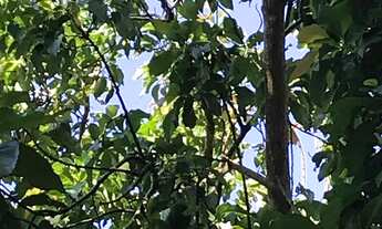 Imagem 4: Aluguel de Chácara com casa mobiliada Parque Residencial Nova Almeida