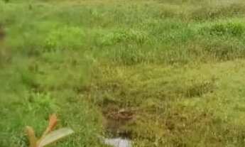 Imagem 5: Vendo fazenda pecuaria no municipio de jaguaripe