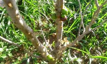 Imagem 5: Chácara de 6460m², encostada à Reserva Florestal do Morro Grande, Cotia