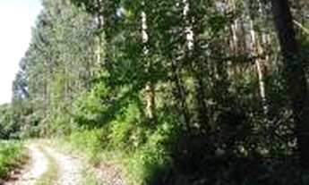 Imagem 2: Área com Eucaliptos para Chácara 10.846 m² com Luz