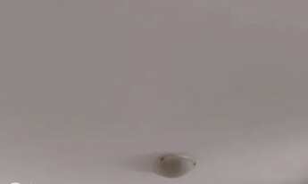 Imagem 4: Apartamento no Lauzane, 2 dormitórios