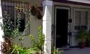 Imagem: Casa térrea em Vila de Abrantes