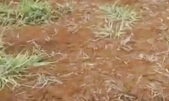 Imagem 4: Chácara cabeceiras