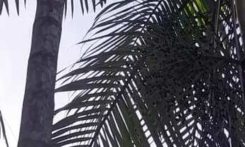 Imagem 3: Vende-se Sítio Terreno / lote com venda por R$200.000