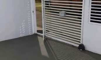 Imagem: Venda de urgência no cordeiro