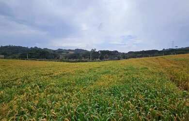 Imagem 3: Chacara com 30.000m² em Campo Magro Ideal para Plantio ou Lazer
