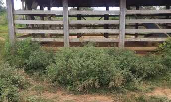 Imagem 5: Fazendinha Pecuária!!!As margens Do Pacuí!!!! Ótima ESTRUTURA E PREÇO!!!