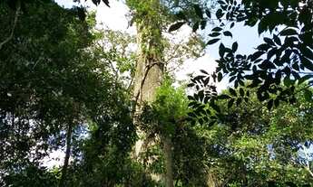 Imagem 4: Fazenda à venda em Goianápolis